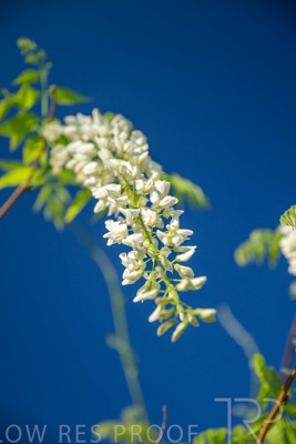 September 2023 / Charles-Newman-Wisteria_230928_Z9C2390