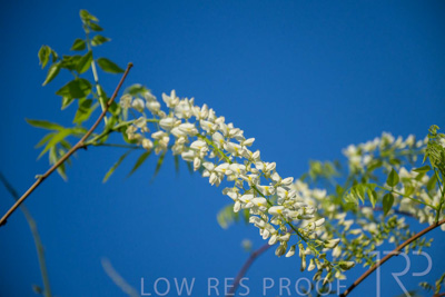 September 2023 / Charles-Newman-Wisteria_230928_Z9C2393