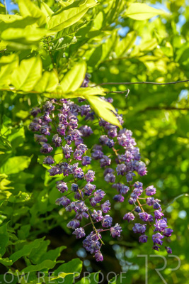 September 2023 / Charles-Newman-Wisteria_230928_Z9C2408