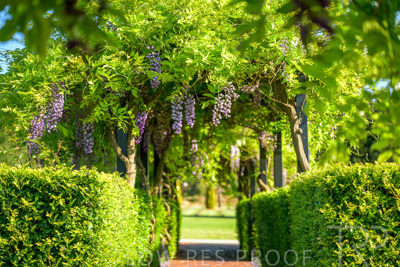 September 2023 / Charles-Newman-Wisteria_230928_Z9C2420