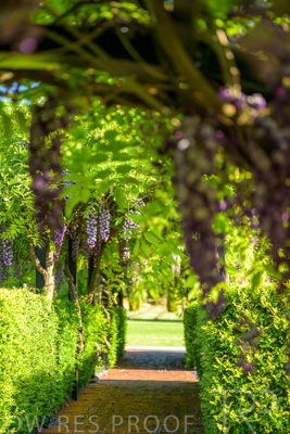 September 2023 / Charles-Newman-Wisteria_230928_Z9C2435