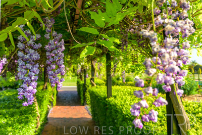 September 2023 / Charles-Newman-Wisteria_230928_Z9C2484