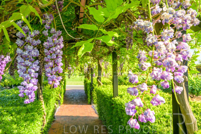 September 2023 / Charles-Newman-Wisteria_230928_Z9C2489