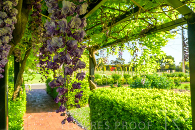 September 2023 / Charles-Newman-Wisteria_230928_Z9C2492