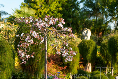 September 2023 / Flowers-Plants-close-ups_230928_85E2192