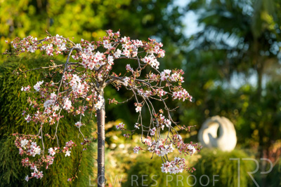 September 2023 / Flowers-Plants-close-ups_230928_85E2195