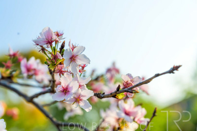 September 2023 / Flowers-Plants-close-ups_230928_Z9C2682