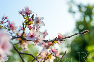 September 2023 / Flowers-Plants-close-ups_230928_Z9C2688