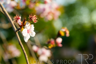September 2023 / Flowers-Plants-close-ups_230928_Z9C2691