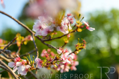 September 2023 / Flowers-Plants-close-ups_230928_Z9C2694