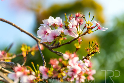 September 2023 / Flowers-Plants-close-ups_230928_Z9C2697