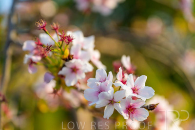 September 2023 / Flowers-Plants-close-ups_230928_Z9C2709