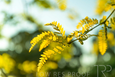 September 2023 / Flowers-Plants-close-ups_230928_Z9C3003