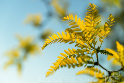 September 2023 / Flowers-Plants-close-ups_230928_Z9C3015