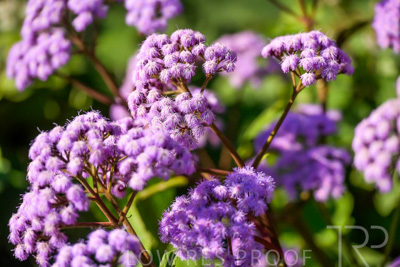 September 2023 / Flowers-Plants-close-ups_230929_85E2542