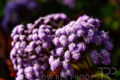 September 2023 / Flowers-Plants-close-ups_230929_Z9C4116