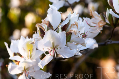October 2023 / Flowers-Plants-close-ups_231011_85E2718