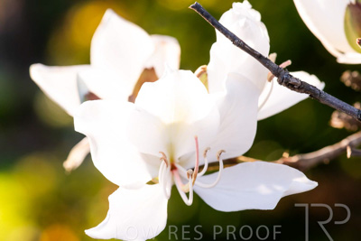 October 2023 / Flowers-Plants-close-ups_231011_85E2723