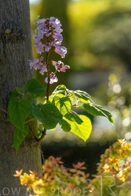 October 2023 / Flowers-Plants-close-ups_231011_85E2814
