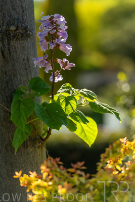 October 2023 / Flowers-Plants-close-ups_231011_85E2817