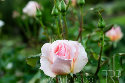 October 2023 / Flowers-Plants-close-ups_231011_Z9C9562