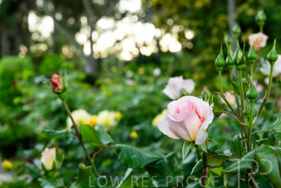 October 2023 / Flowers-Plants-close-ups_231011_Z9C9565