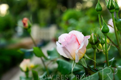 October 2023 / Flowers-Plants-close-ups_231011_Z9C9568