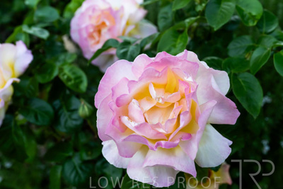 October 2023 / Flowers-Plants-close-ups_231011_Z9C9571