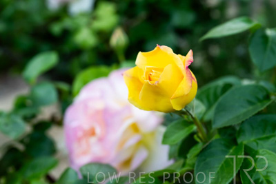 October 2023 / Flowers-Plants-close-ups_231011_Z9C9577