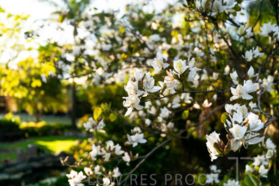 October 2023 / Flowers-Plants-close-ups_231011_Z9C9598