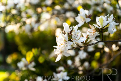 October 2023 / Flowers-Plants-close-ups_231011_Z9C9607