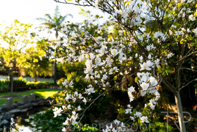 October 2023 / Flowers-Plants-close-ups_231011_Z9C9616