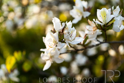 October 2023 / Flowers-Plants-close-ups_231011_Z9C9622