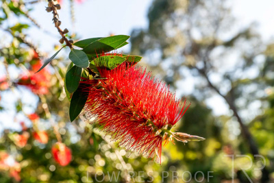 October 2023 / Flowers-Plants-close-ups_231011_Z9C9755