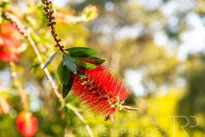October 2023 / Flowers-Plants-close-ups_231011_Z9C9770
