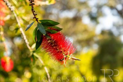 October 2023 / Flowers-Plants-close-ups_231011_Z9C9785
