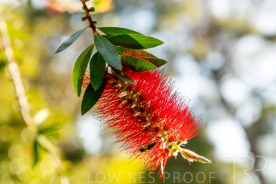 October 2023 / Flowers-Plants-close-ups_231011_Z9C9810