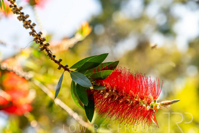 October 2023 / Flowers-Plants-close-ups_231011_Z9C9820