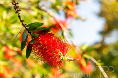 October 2023 / Flowers-Plants-close-ups_231011_Z9C9830