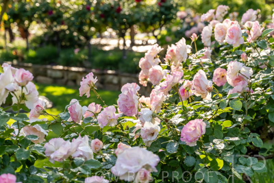 October 2023 / Flowers-Plants-close-ups_231011_Z9C9870