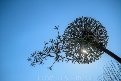 September 2023 / Make-A-WIsh-Statue_230928_Z9C2235