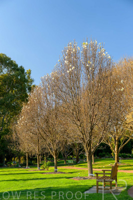 September 2023 / Martenique-Grove_230928_Z9C2571