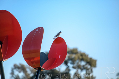 September 2023 / Poppies-Statue-Derrick-Gardens_230928_85E2092