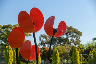 September 2023 / Poppies-Statue-Derrick-Gardens_230928_85E2111