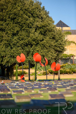 September 2023 / Poppies-Statue-Derrick-Gardens_230928_85E2156