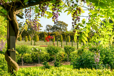 September 2023 / Poppies-Statue-Derrick-Gardens_230928_Z9C2499