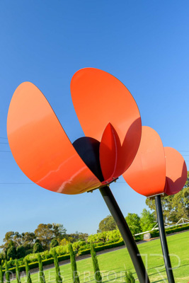 September 2023 / Poppies-Statue-Derrick-Gardens_230928_Z9C2580