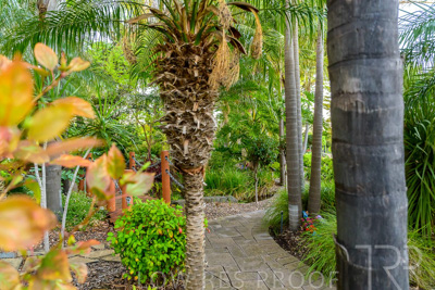 October 2023 / Tuscan-Tropical-Herb-Garden_231011_Z9C9508