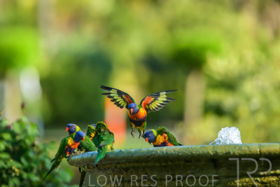 September 2023 / Wildlife_230929_Z9C4303