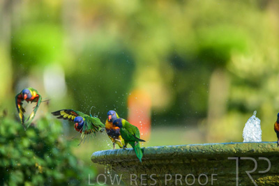 September 2023 / Wildlife_230929_Z9C4332